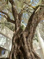 Das bin ich - ein Olivenbaum in stattlichem Alter von 700 Jahren (in der Gabelung findet ein anderes Baumchen sein Platz) &ndash; &copy; Marta Rass (Eberhardt TRAVEL)