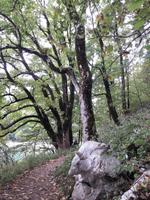 Biogradskasee