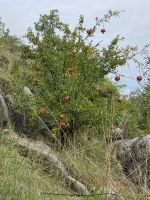 Granatapfelbaum