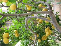 Der Duft von Zitronen und der Orangenblüte ...