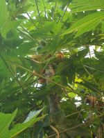 DSCN9192.JPG  Kakao Baum