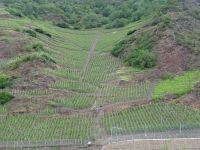 das steilste Weingebiet der Welt - Bremm Calmont &ndash; &copy; Hans-Joachim Trutz (Eberhardt TRAVEL)
