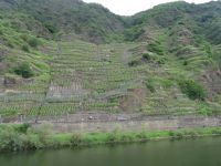 Bremm Calmont - der steilste Weinhang der Welt &ndash; &copy; Hans-Joachim Trutz (Eberhardt TRAVEL)