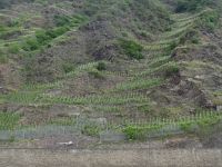 Bremm Calmont - steilster Weinhang der Welt &ndash; &copy; Hans-Joachim Trutz (Eberhardt TRAVEL)