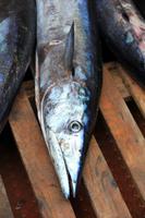 São Vicente - Mindelo - auf dem Fischmarkt