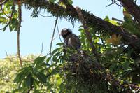 Rio de Janeiro - kleine Kerlchen auf dem Zuckerhut