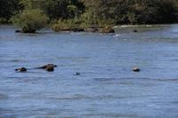 Iguazú-Wasserfälle - Schildkröten getarnt auf kleinen Steinen