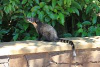 Iguazú-Wasserfälle - ein Nasenbär unterwegs im Nationalpark