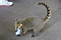 Iguazú-Wasserfälle - ein Nasenbär auf Beutezug