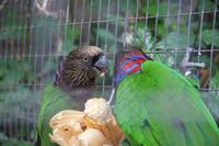 Foz do Iguaçu - im Vogelpark