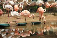 Foz do Iguaçu - im Vogelpark