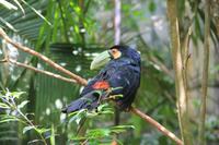 Foz do Iguaçu - im Vogelpark