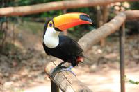 Foz do Iguaçu - im Vogelpark