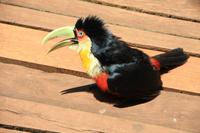 Foz do Iguaçu - im Vogelpark