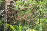 Foz do Iguaçu - im Vogelpark