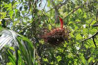Foz do Iguaçu - im Vogelpark