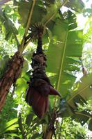 Foz do Iguaçu - im Vogelpark