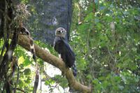 Foz do Iguaçu - im Vogelpark