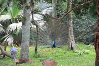 Foz do Iguaçu - im Vogelpark