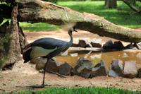 Foz do Iguaçu - im Vogelpark