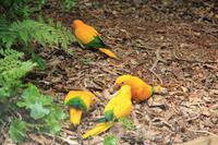 Foz do Iguaçu - im Vogelpark