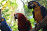 Foz do Iguaçu - im Vogelpark
