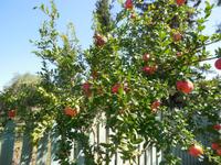 Ein Granatapfelbaum