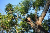 Foz do Iguaçu - auch Tucane treiben sich auf dem Hotelgelände rum