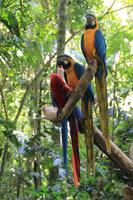 Foz do Iguaçu - im Vogelpark