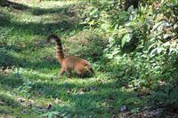 Iguazú-Wasserfälle - ein Nasenbär unterwegs im Nationalpark