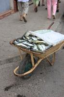 São Vicente - Mindelo - frischer Fisch