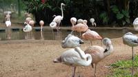 Vogelpark in Iguazu