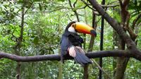 Vogelpark in Iguazu