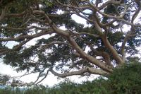 Ficus-Baum &ndash; &copy; Simone Voigt (Eberhardt TRAVEL)