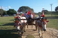 Ochsenkarren-Fahrt Bagan &ndash; &copy; Simone Voigt (Eberhardt TRAVEL)
