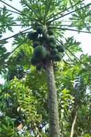 Papaya-Baum &ndash; &copy; Simone Voigt (Eberhardt TRAVEL)