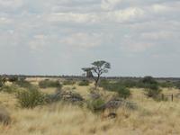 0034 Webervogelnest