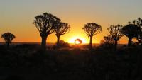 0091 Köcherbaumwald - Sonnenuntergang