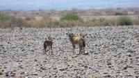 0122 Fahrt von Kethmanshop zur Canon Lodge - Springbock-Familie