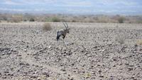 0124 Fahrt von Kethmanshop zur Canon Lodge - Oryx-Antilope
