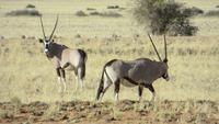 0257 Fahrt nach Lüderitz - Oryx-Antilpoen