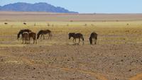 0426 Fahrt Richtung Naukluft-NP- Zebras