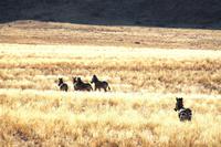 0534_IMG_9860