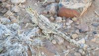 0543 Gecko