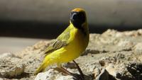 0547 Maskenwebervogel