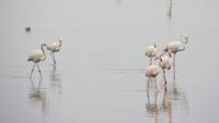0597 Walvis Bay - Lagune- Pelikane