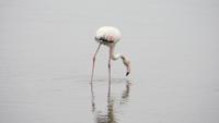 0600 Walvis Bay - Lagune- Pelikane