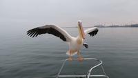 0622 Walvis Bay - Fahrt mit dem Katamaran - Pelikan