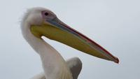 0627 Walvis Bay - Fahrt mit dem Katamaran - Pelikan