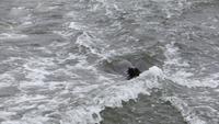 0639Walvis Bay - Fahrt mit dem Katamaran - Robbe schwimmt in der Heckwelle
